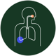 RESPIRATORY CIRCLE